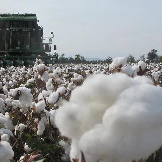新疆夏季棉被 空调被2斤3斤 商品图2