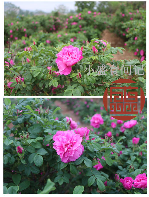 玫瑰花茶——半开花冠40g 商品图5