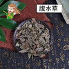中药材批发 腹水草 湖北1000克/500克 商品缩略图0