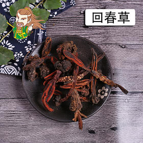 中药材批发 回春草 云南1000克/500克