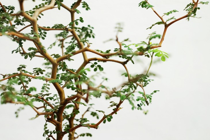 童话刺森 - 新西兰刺槐(进口植物/全国包邮)