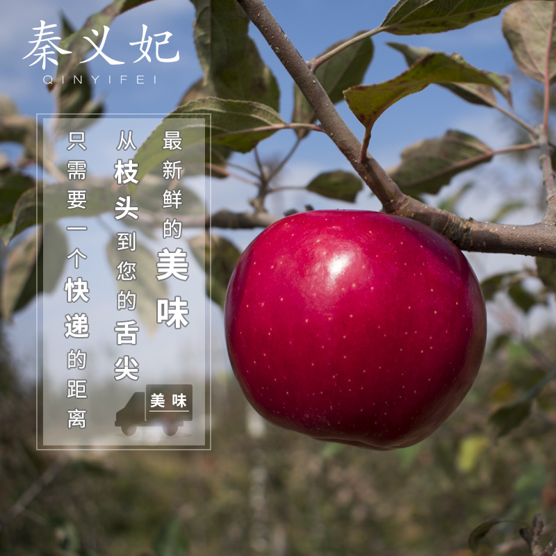 秦义妃 新鲜苹果 今年新果 绿色有机水果 果园直发