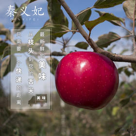 秦义妃 新鲜苹果 今年新果 绿色有机水果 果园直发