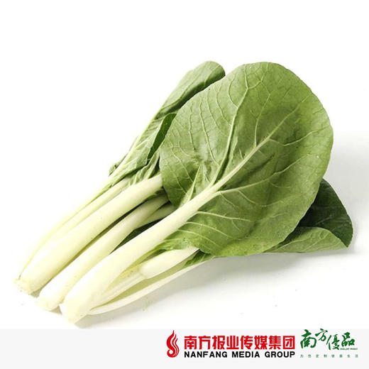 【18号提货】四季绿 小白菜  约300g/份 商品图1