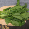 菠菜 500g 商品缩略图1