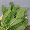 菠菜 500g 商品缩略图2