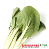【18号提货】四季绿 小白菜  约300g/份 商品缩略图2