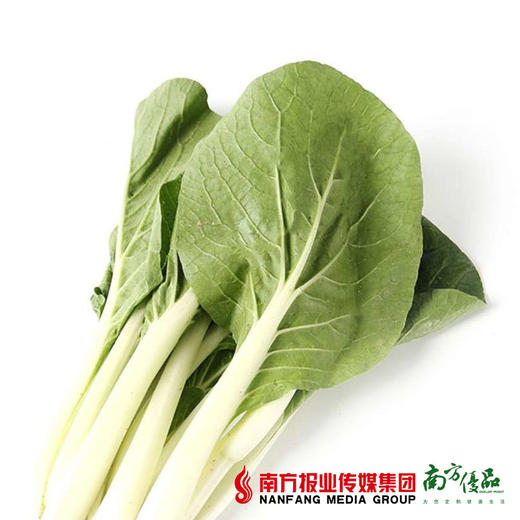 【18号提货】四季绿 小白菜  约300g/份 商品图2