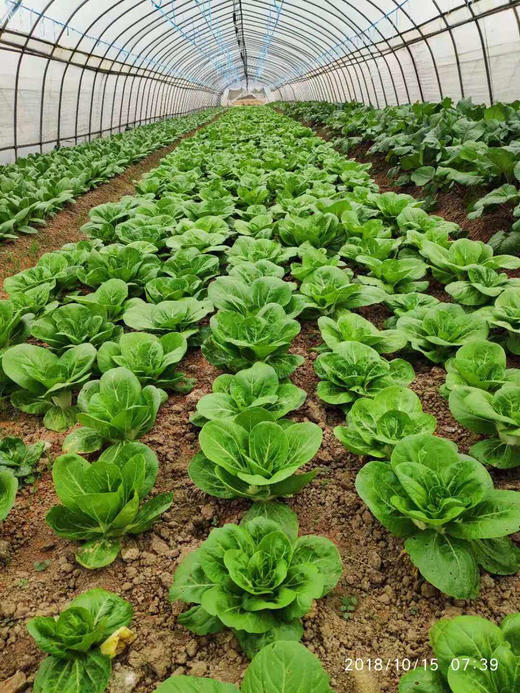 矮脚黄 商品图3