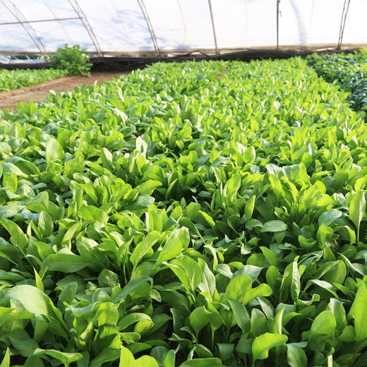 每日现摘  密农人家菠菜苗  口感鲜嫩  适合做宝宝辅食 300g 商品图4