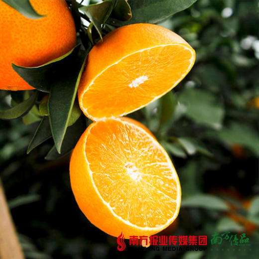 【酸甜多汁】四川爱媛38 橙子 4个 约550g 商品图1
