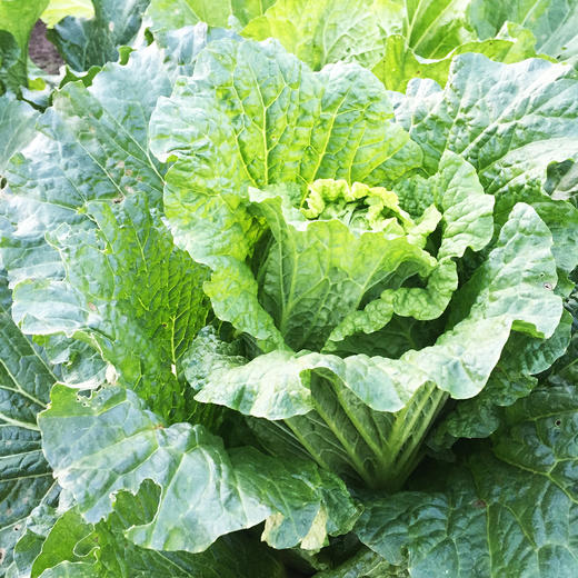 大白菜1颗 1250g 商品图1