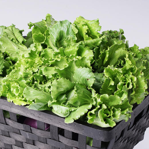 散叶生菜300g 商品图3