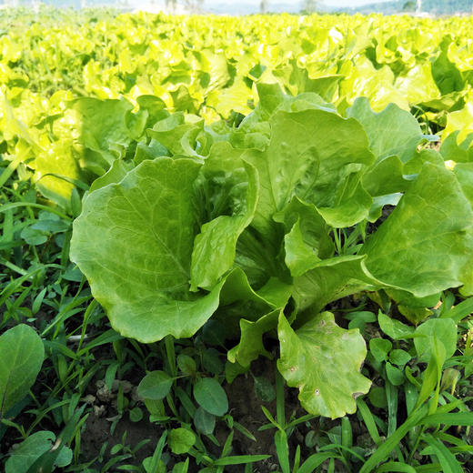 散叶生菜300g 商品图2