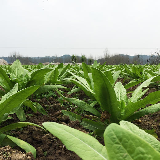 黑油麦300g 商品图3