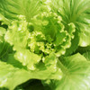 散叶生菜300g 商品缩略图1
