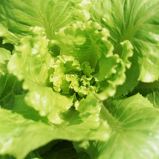 散叶生菜300g 商品图1