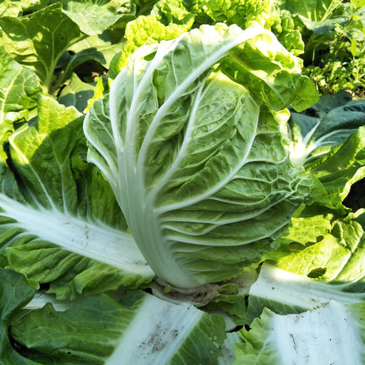 大白菜1颗 1250g 商品图2