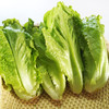 散叶生菜300g 商品缩略图0