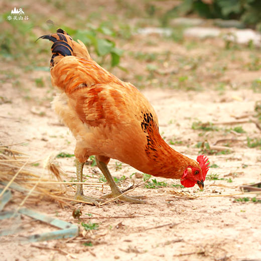 泰美山谷农家散养童子鸡小公鸡2只装每只杀后约12斤左右