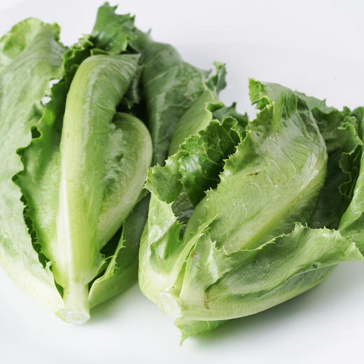 散叶生菜300g 商品图5