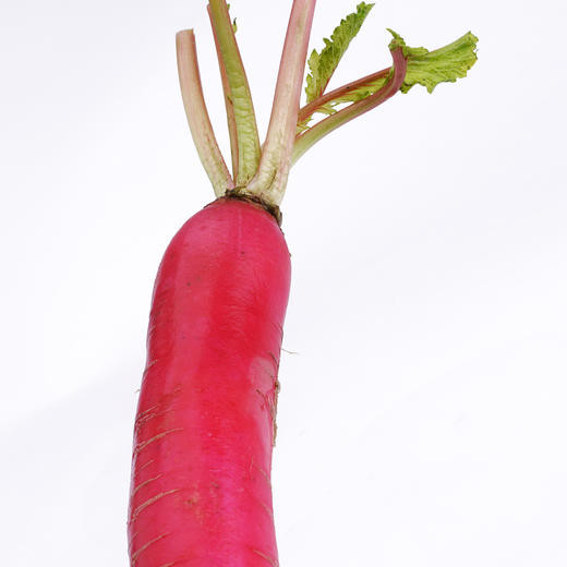 红皮白心萝卜 500g 商品图2