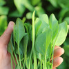 每日现摘  密农人家菠菜苗  口感鲜嫩  适合做宝宝辅食 300g 商品缩略图1