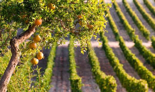 朴奈达酒庄西西里芸台花白葡萄酒2022 Planeta Alastro Grecanico Sicilia IGT, Sicily, Italy 商品图3