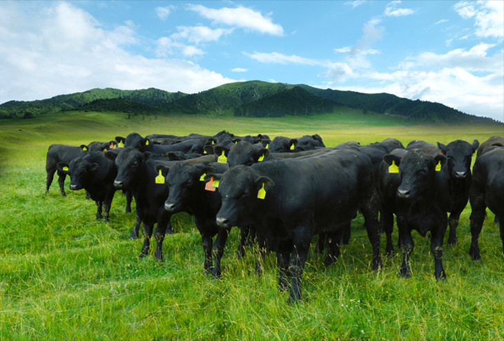 天莱香牛新疆安格斯有机牛肉礼盒5kgaa