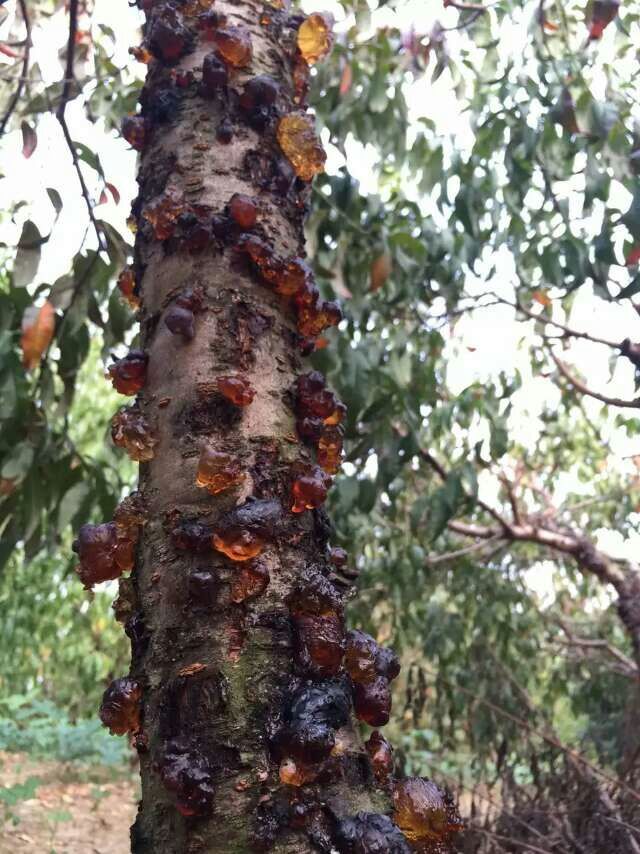 云南上等野生桃胶面如桃花真的可以有美容养颜
