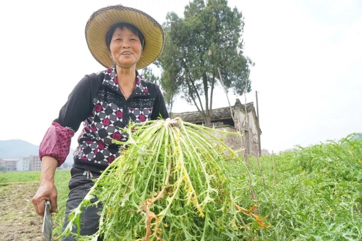 梅干菜生长图片图片