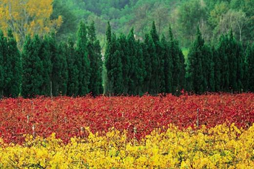 【上海】意大利Amarone顶级名庄Masi庄园品鉴会：风干葡萄的精髓 商品图0