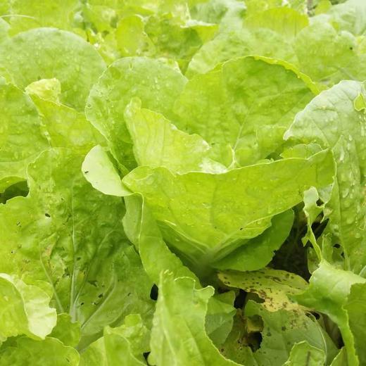 早白菜 | 广东中山心园农场【只发广东】