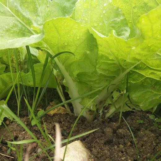 早白菜 | 广东中山心园农场【只发广东】