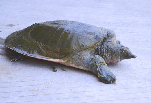 8年以上纯正中华老甲鱼拍前请联系客服称重否则退款不发货