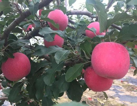 河庄坪延安山地苹果 商品图3