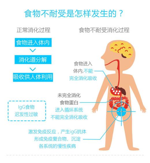 【精准定位宝宝肠胃道发育程度】德国IBL 慢性食物过敏/食物不耐受  上海实验室全程检测 90项 42项 商品图4