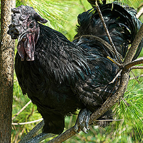 冰鲜旧院黑鸡（18月龄特供型）