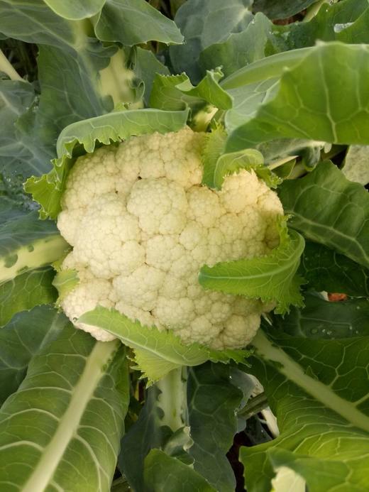 【有机自选菜和有机鲜奶可选】【满2减3，满4减6，满6件减8，满8件减12（实付满98包邮）】【有机杂粮/有机菜任选】同城配送后院同城配送有机自选蔬菜，与高端商超同一基地蔬菜 商品图4