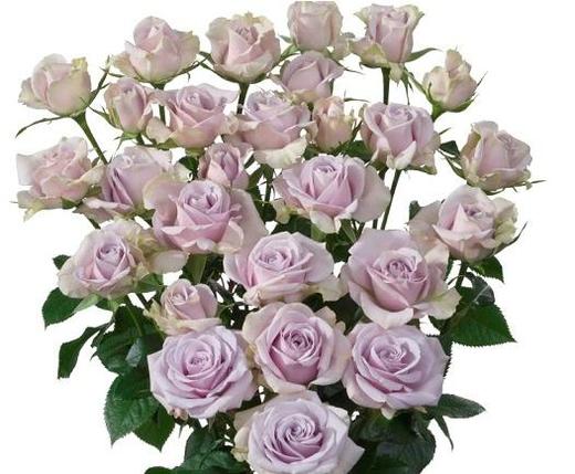 肯尼亚玫瑰silvershadow紫影10枝