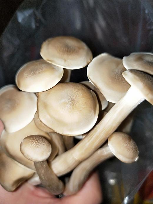 精选新鲜鹿茸菇200克