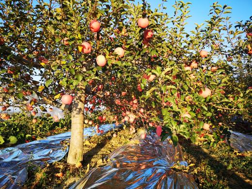 2025《爸爸的苹果》9颗装，12颗装，月卡、季卡、半年卡精品全熟果 商品图9