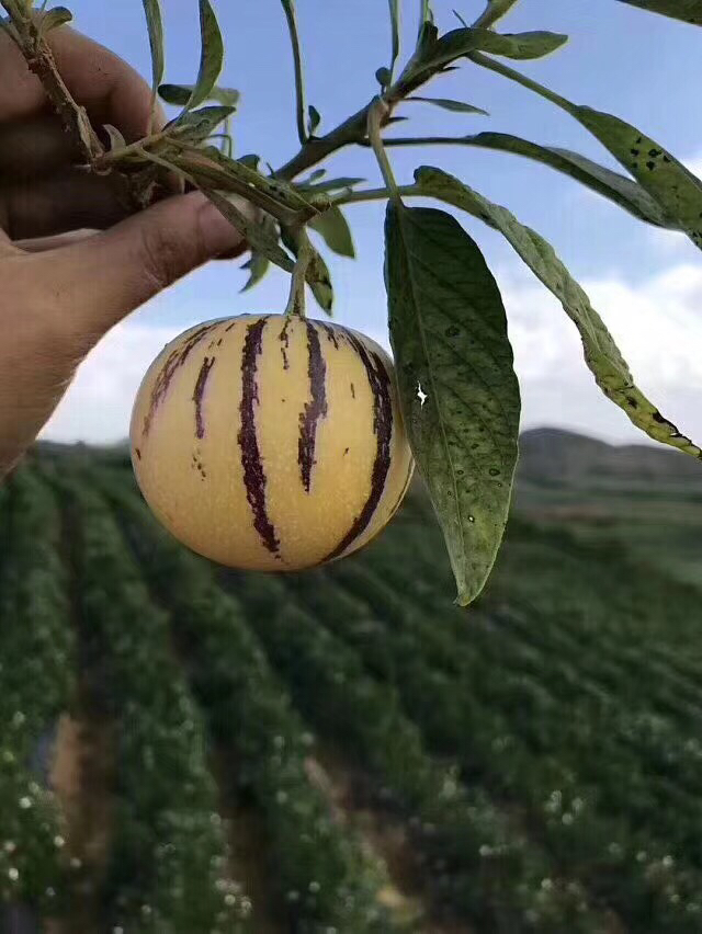 七彩果产地图片