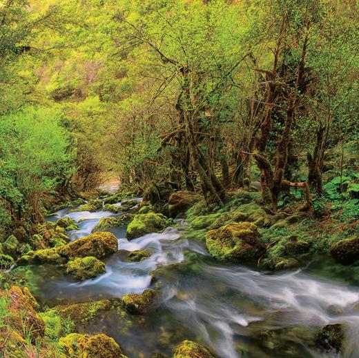 娃娃龙原创图画书 仙女花开 图画书大咖彭懿x实力派画家索焱 商品图2