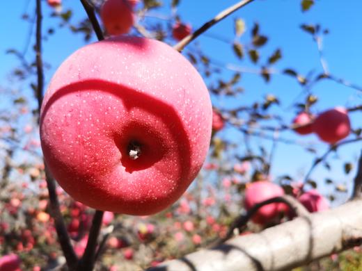 2025《爸爸的苹果》9颗装，12颗装，月卡、季卡、半年卡精品全熟果 商品图4