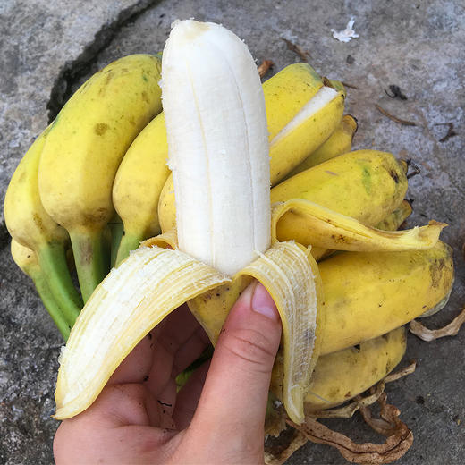 西貢蕉貴州農家特產新鮮banana現摘現發5斤裝包郵