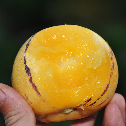 低糖高钙云南石林人参果约1201斤约8头水果