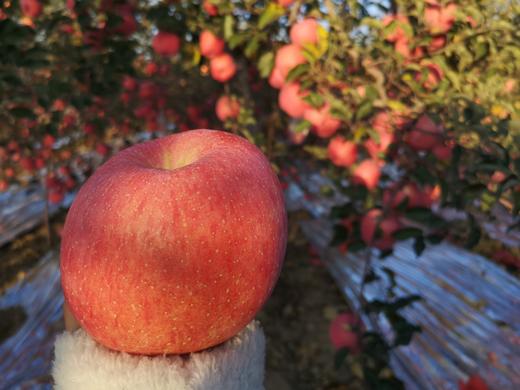 2025《爸爸的苹果》9颗装，12颗装，月卡、季卡、半年卡精品全熟果 商品图6