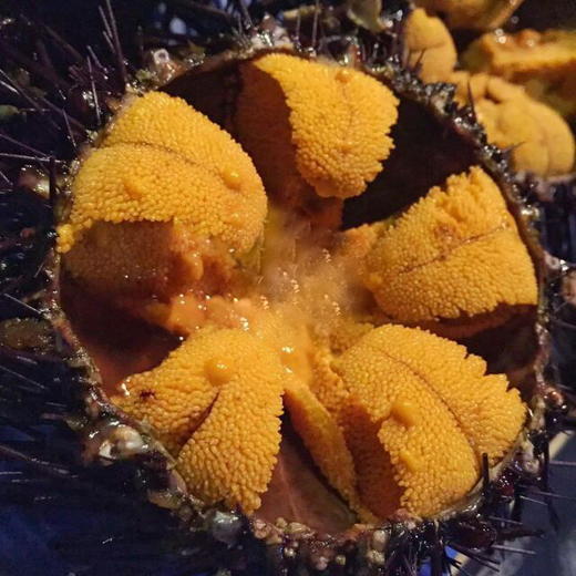 加拿大紫海胆 鲜活空运 商品图0