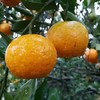合作生产 | 有机蜜桔 *Coproduction | Organic honey orange 商品缩略图1